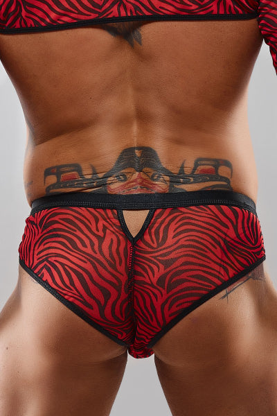 Braguita brasileña de cebra roja y negra - Regnes